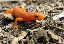amphibians newt 2816x1329 wallpaper Art HD Wallpaper